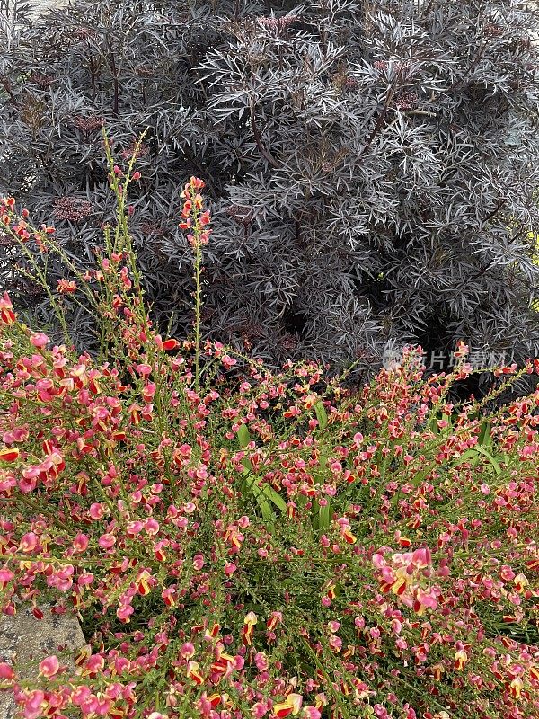 全帧图像:接骨木(Sambucus nigra)的紫色叶片和开花的金雀花(Cytisus)在花园边缘，聚焦于前景